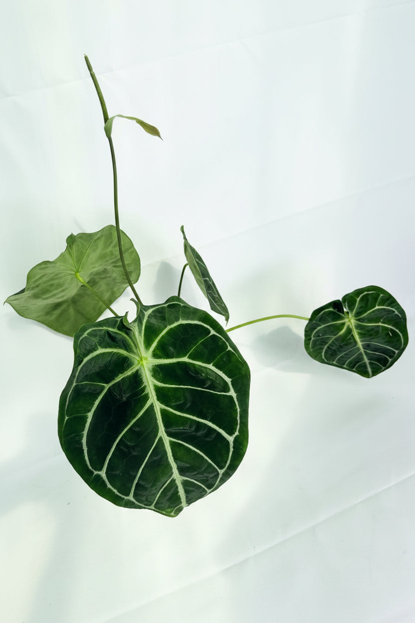 Anthurium_Forgetii_x_Regale_XL_02