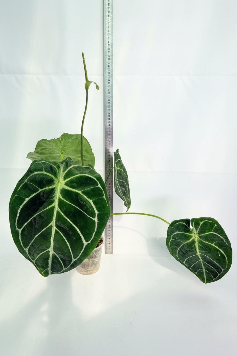 Anthurium_Forgetii_x_Regale_XL_02