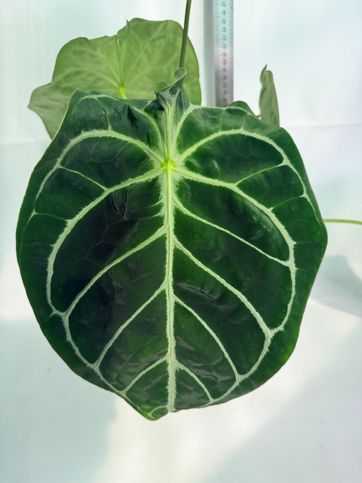 Anthurium_Forgetii_x_Regale_XL_04