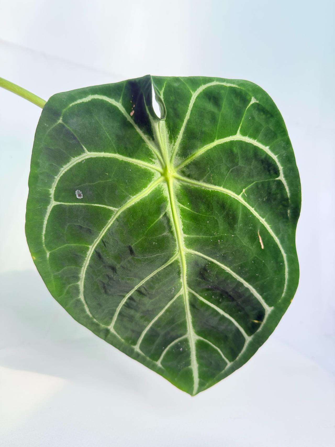 Anthurium_Forgetii_x_Regale_XL_05