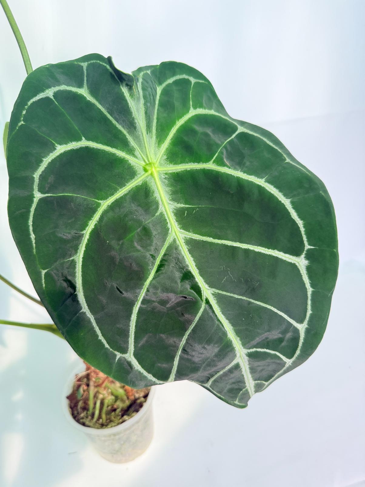 Anthurium_Forgetii_x_Regale_XL_06