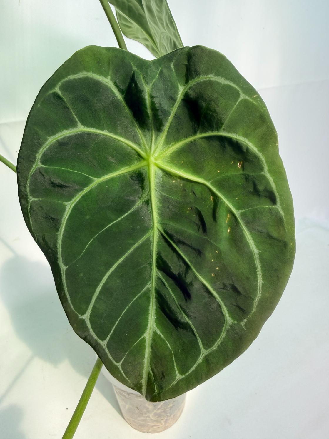 Anthurium_Forgetii_x_Regale_XL_07