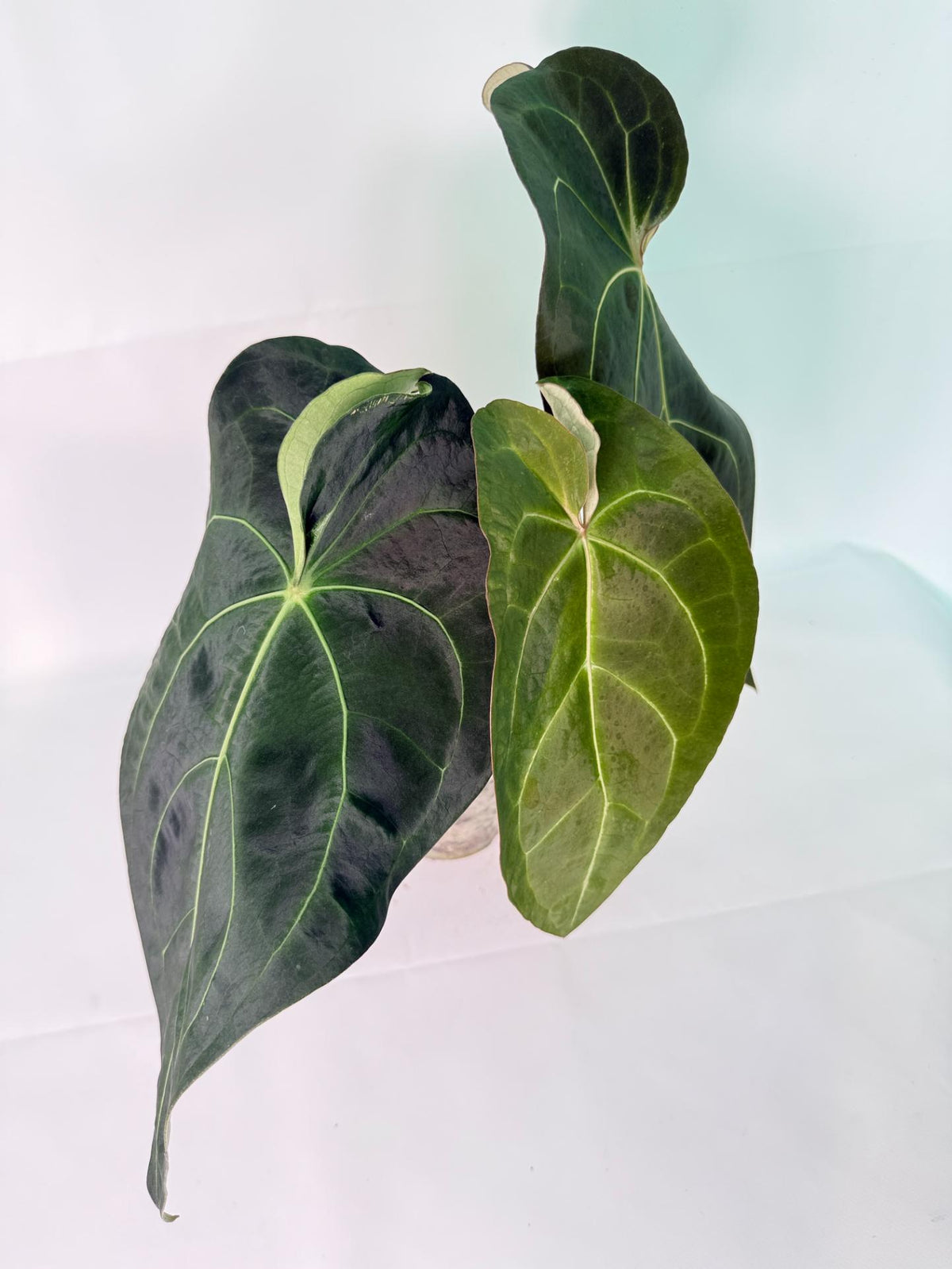 Anthurium Forgetii x Regale XL 08