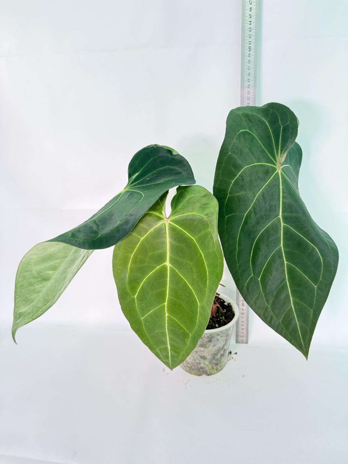 Anthurium Forgetii x Regale XL 09