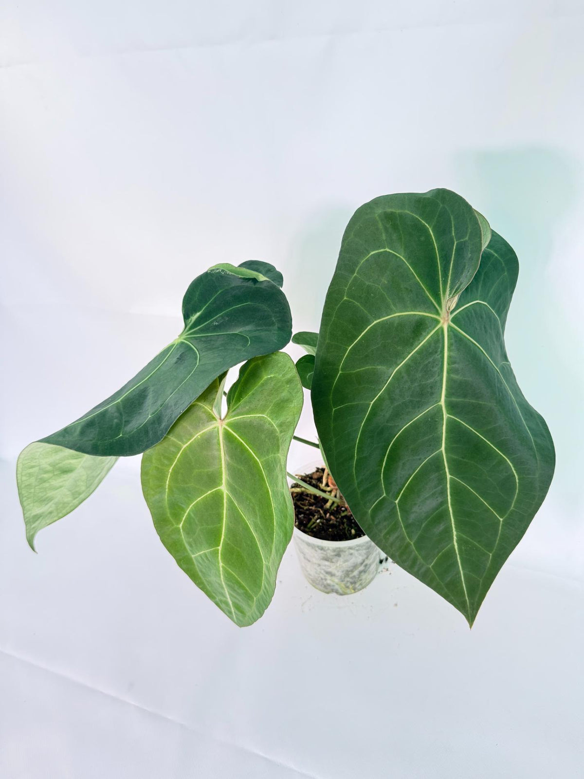 Anthurium Forgetii x Regale XL 01