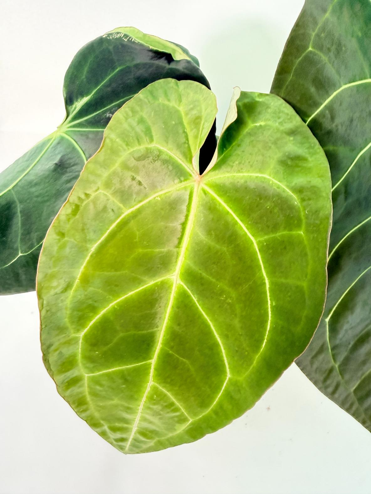 Anthurium Forgetii x Regale XL 3