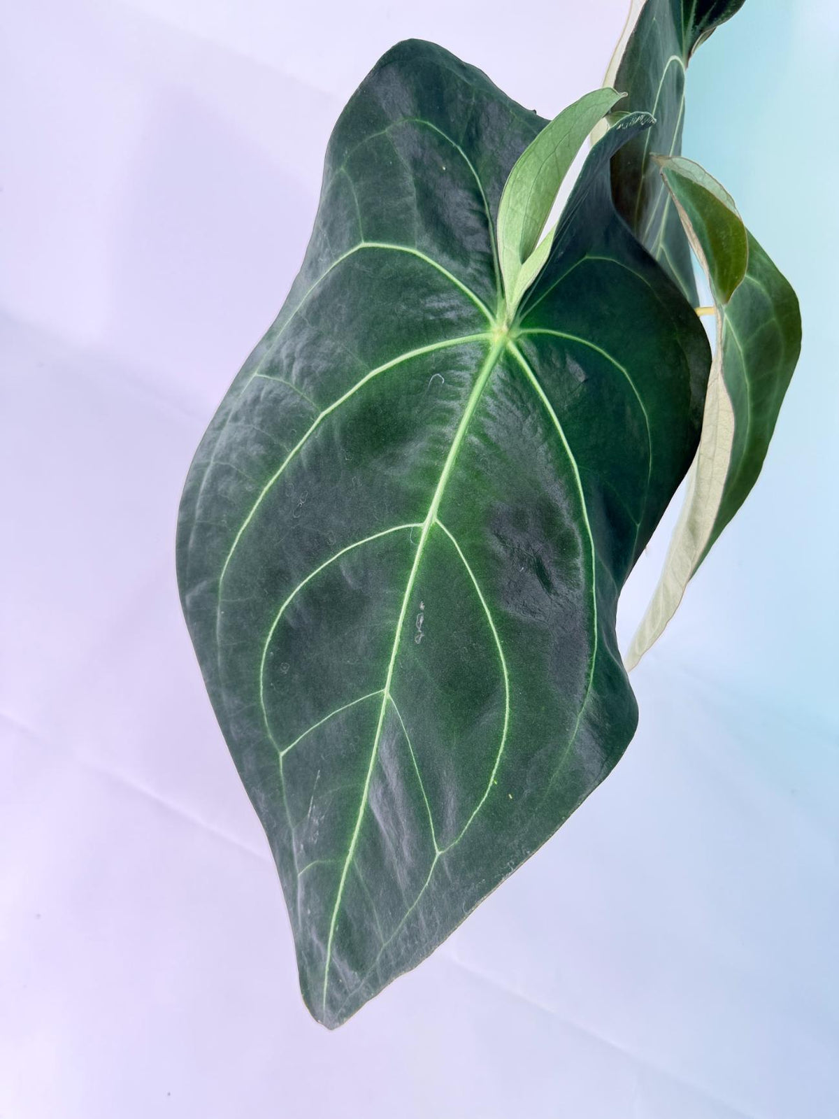 Anthurium Forgetii x Regale XL 04