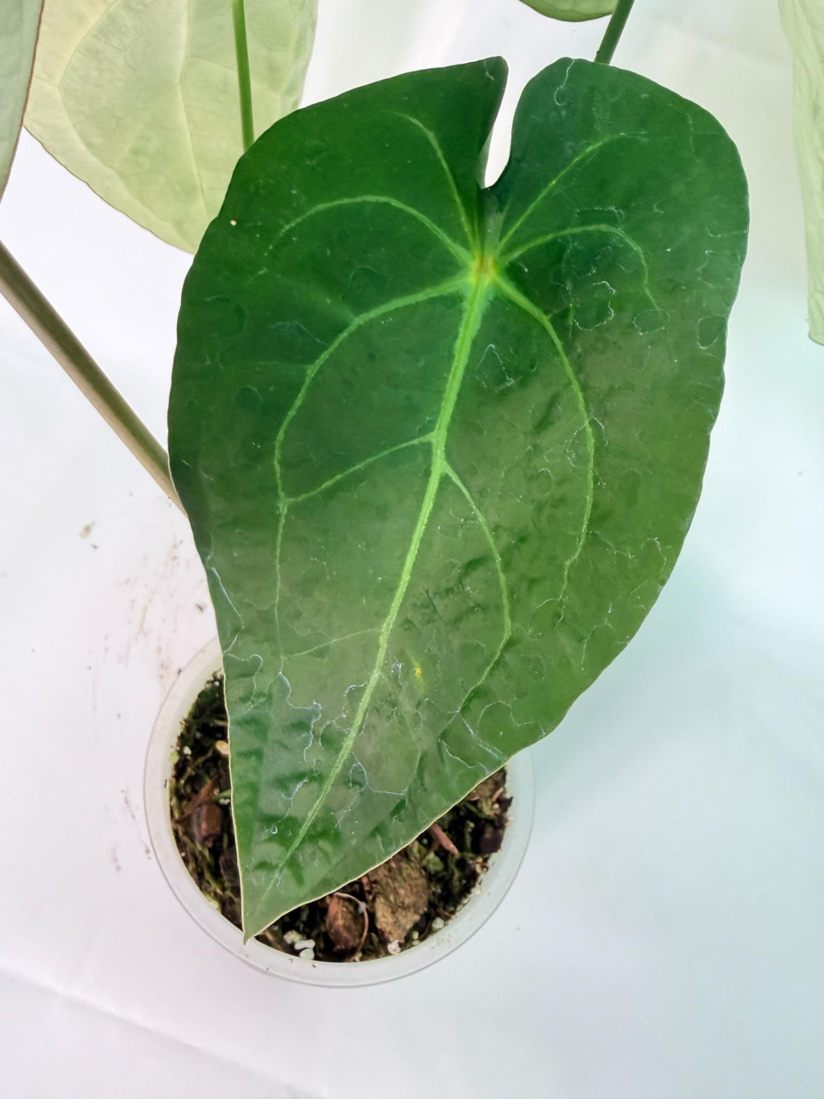 Anthurium Forgetii x Regale XL 05