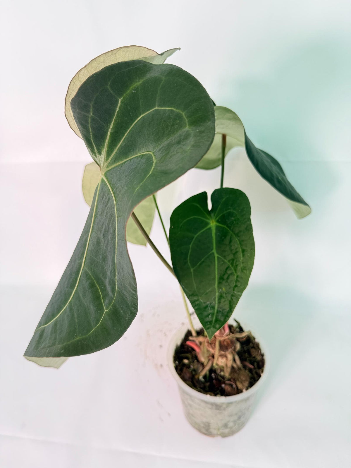 Anthurium Forgetii x Regale XL 06