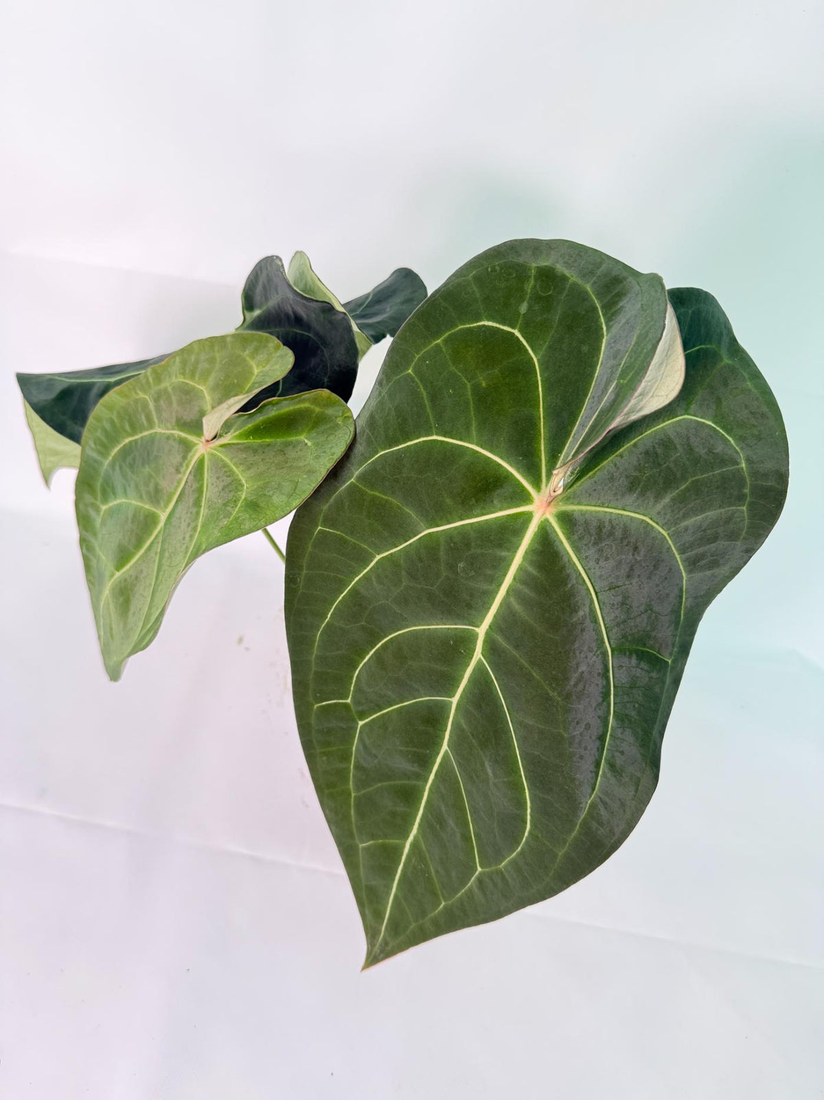 Anthurium Forgetii x Regale XL 07