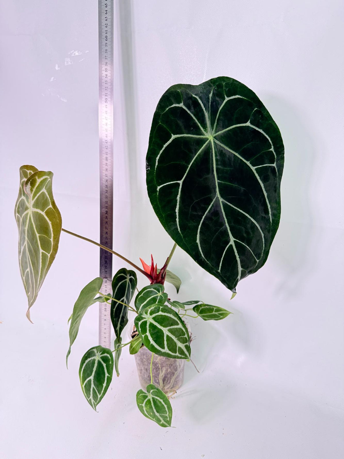 Anthurium Forgetii x Regale XL 3
