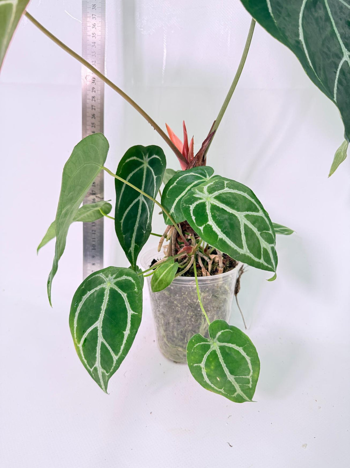 Anthurium Forgetii x Regale XL 4