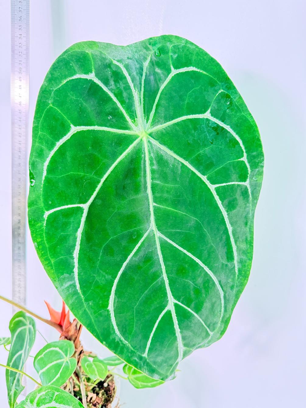 Anthurium Forgetii x Regale XL 6