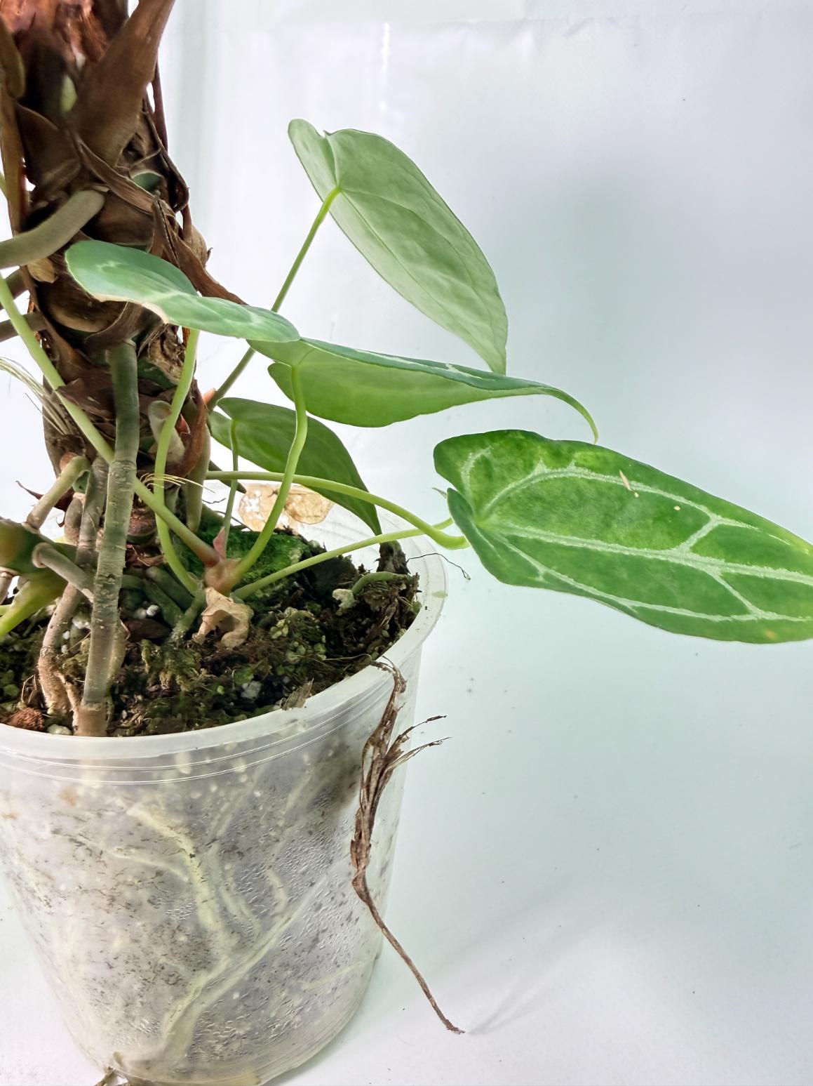 Anthurium Forgetii x Regale XL 11
