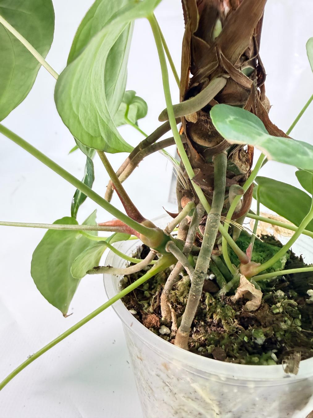 Anthurium Forgetii x Regale XL 7