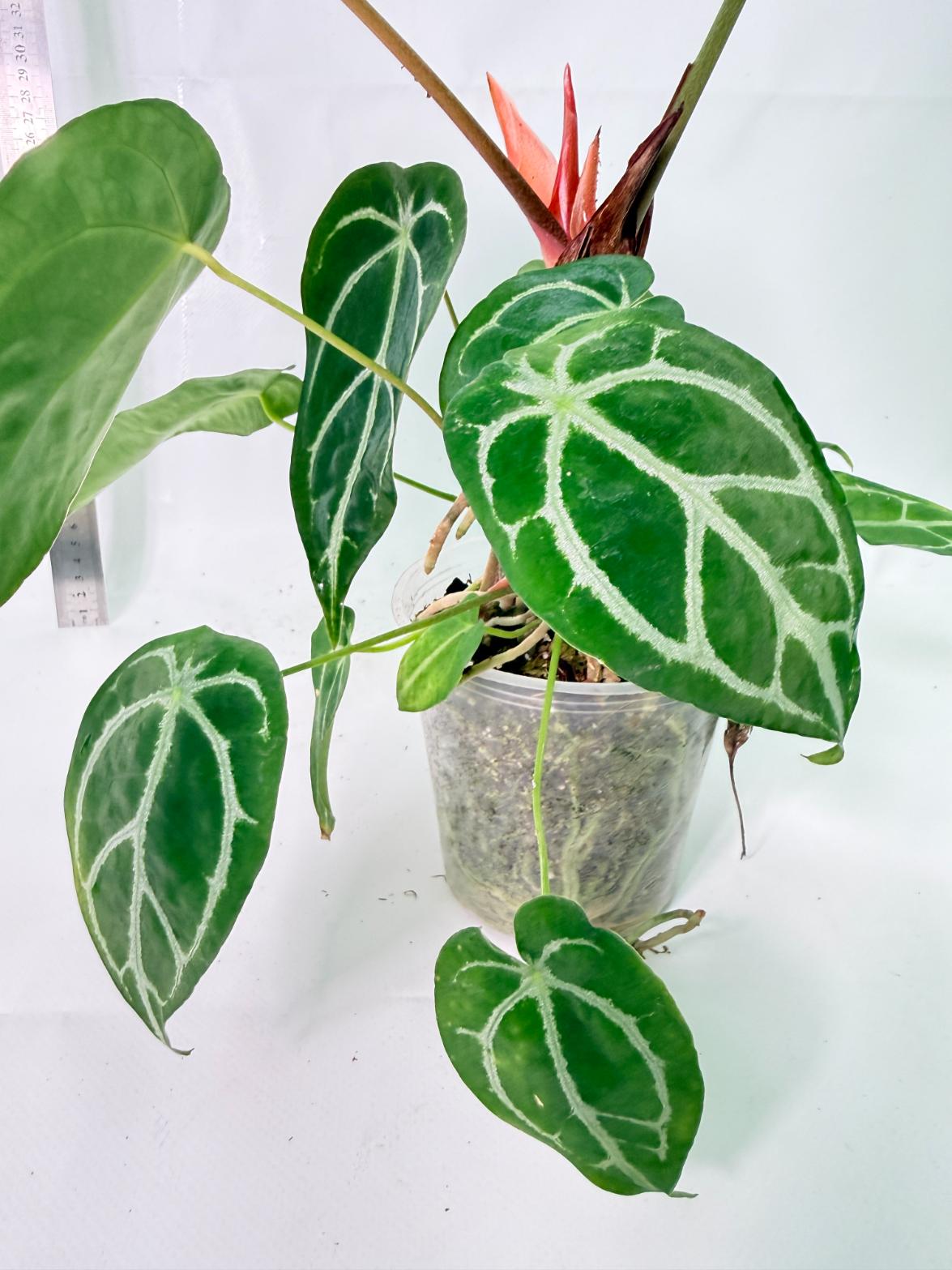 Anthurium Forgetii x Regale XL 8