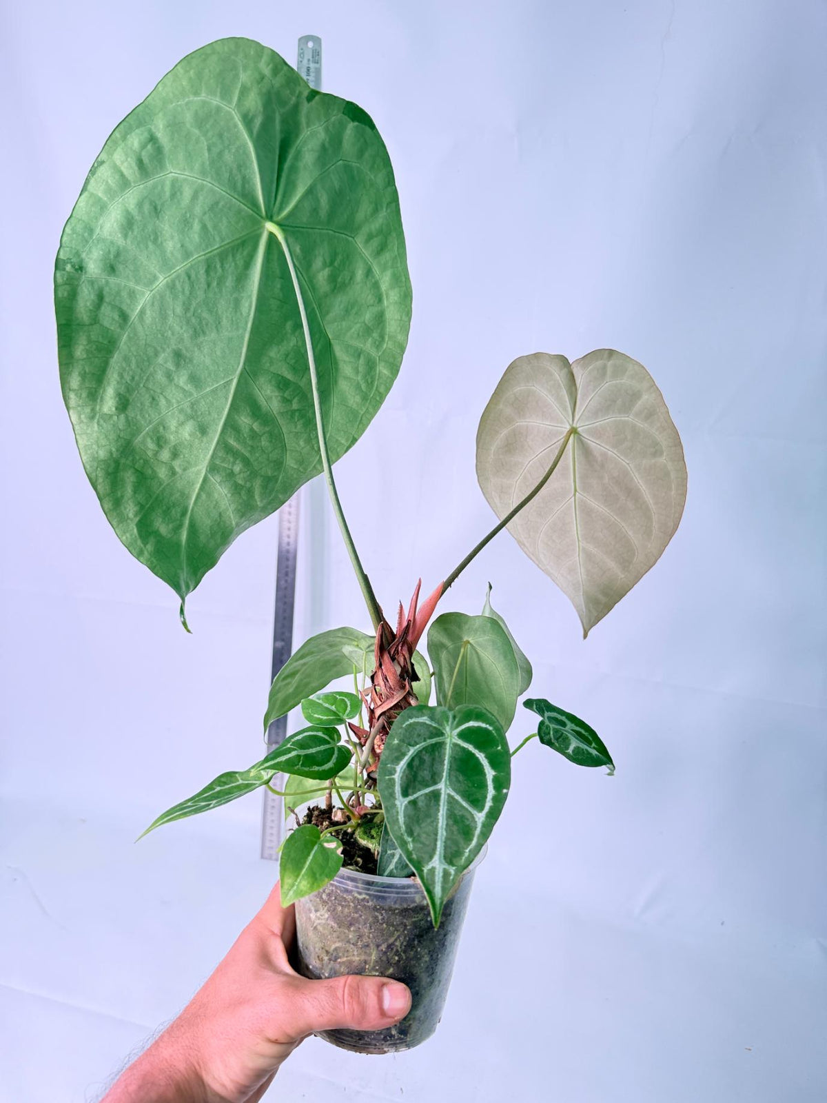 Anthurium Forgetii x Regale XL 9