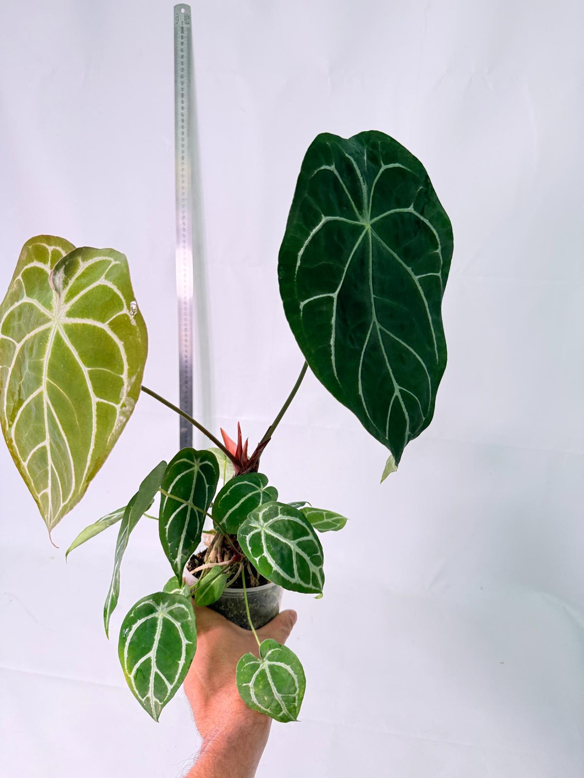 Anthurium Forgetii x Regale XL 10