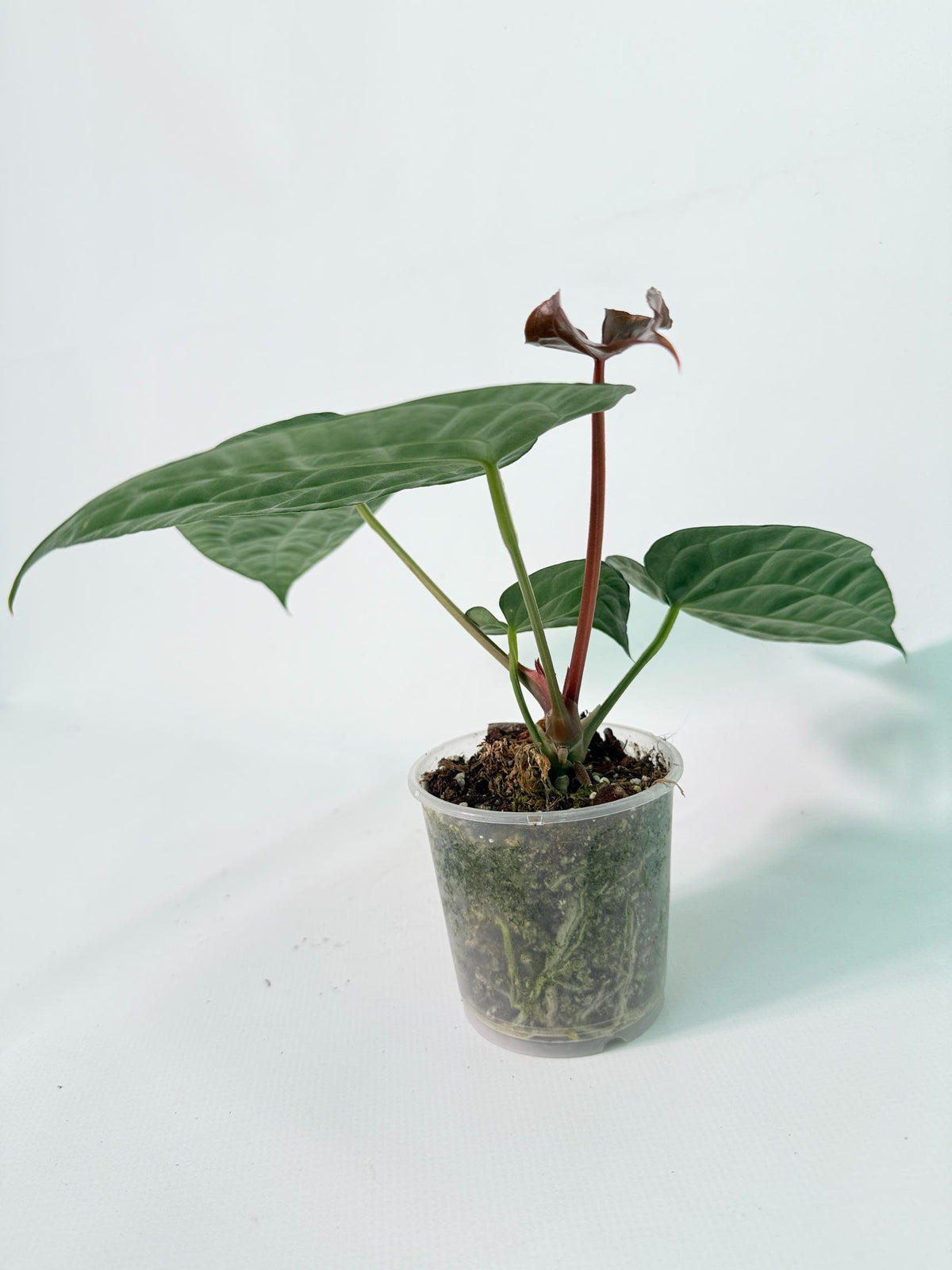 Anthurium Forgetii x Luxurians 08