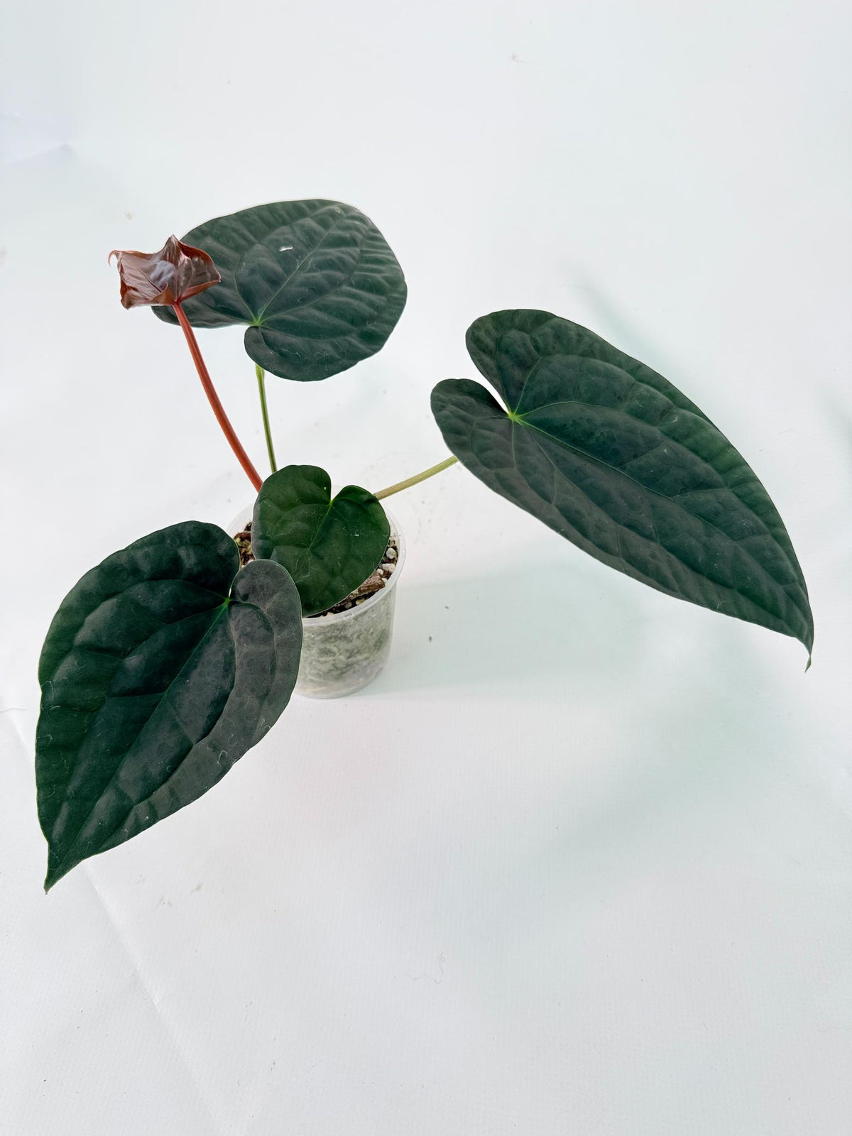 Anthurium Forgetii x Luxurians 09