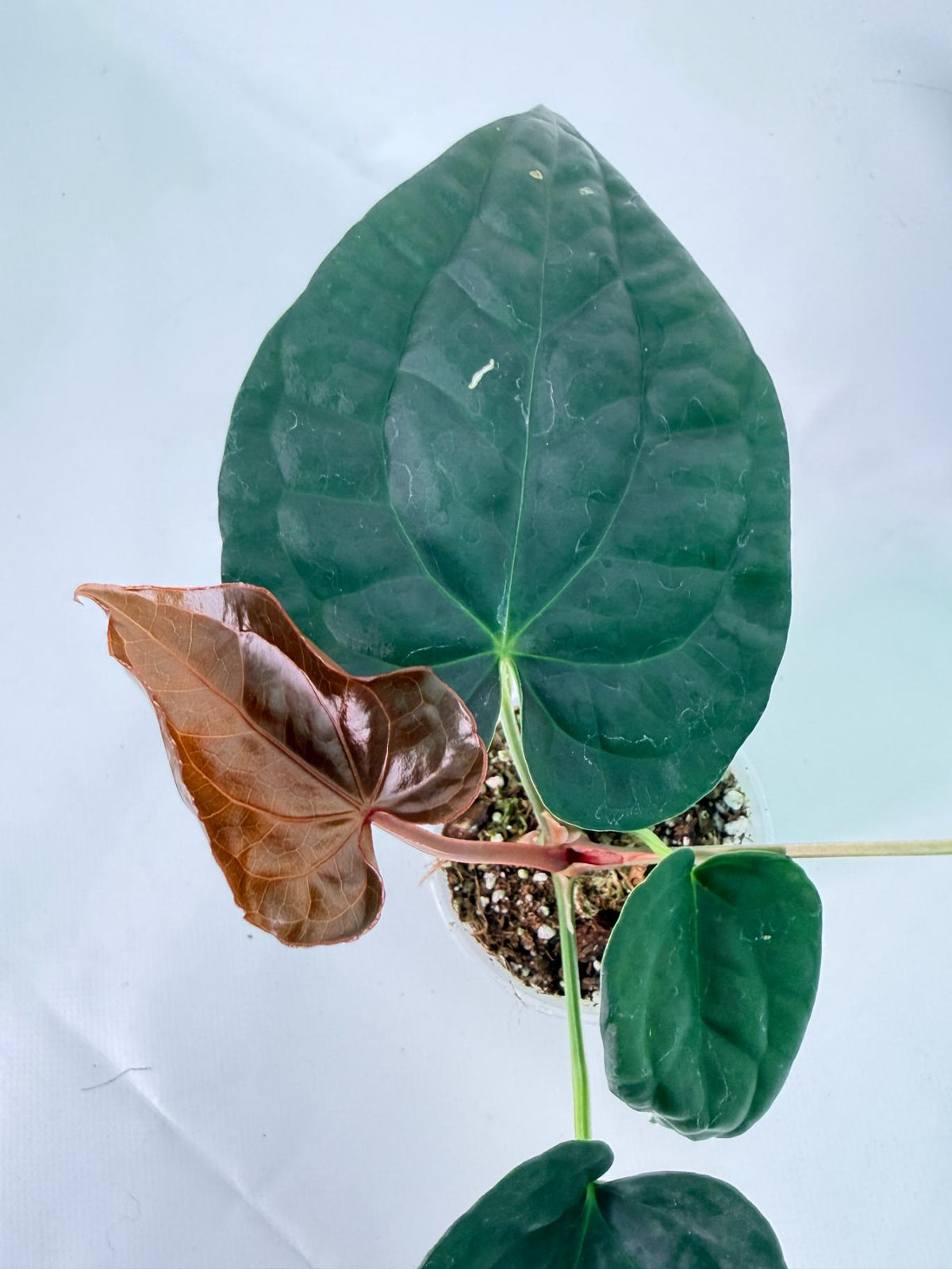 Anthurium Forgetii x Luxurians 10