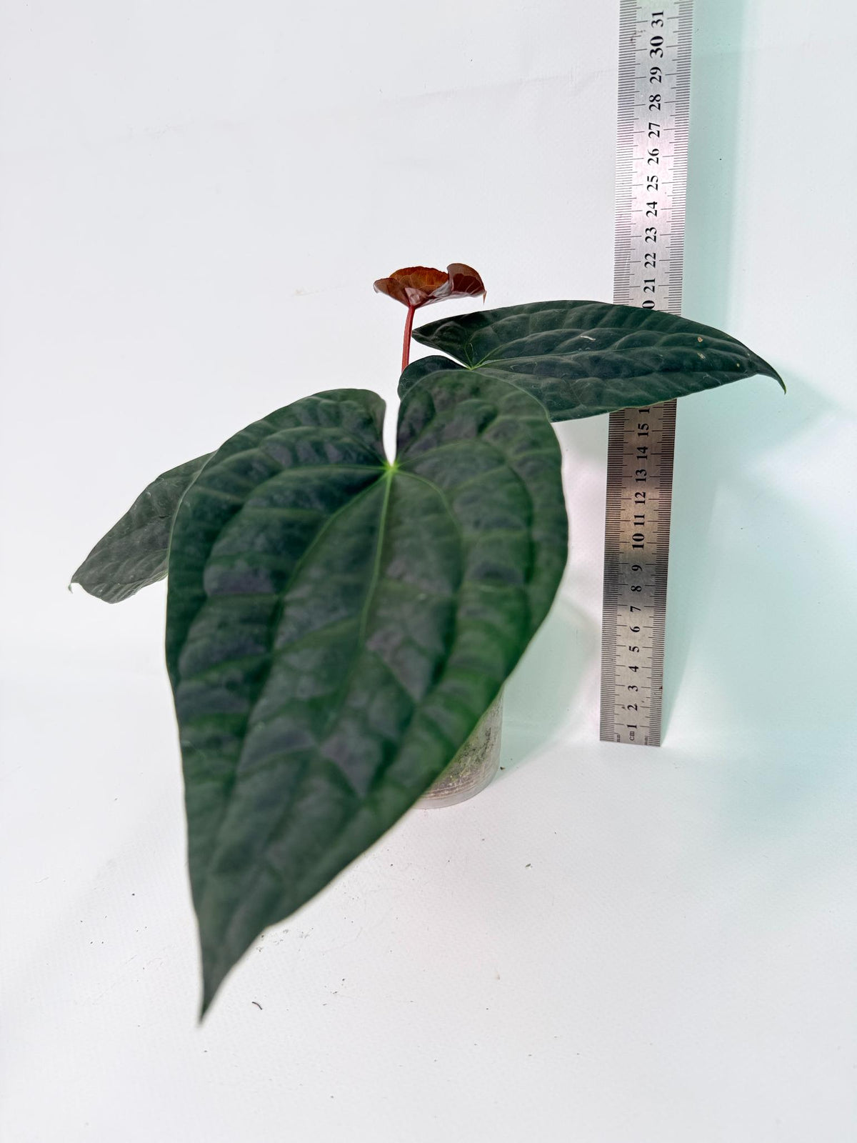 Anthurium Forgetii x Luxurians 11