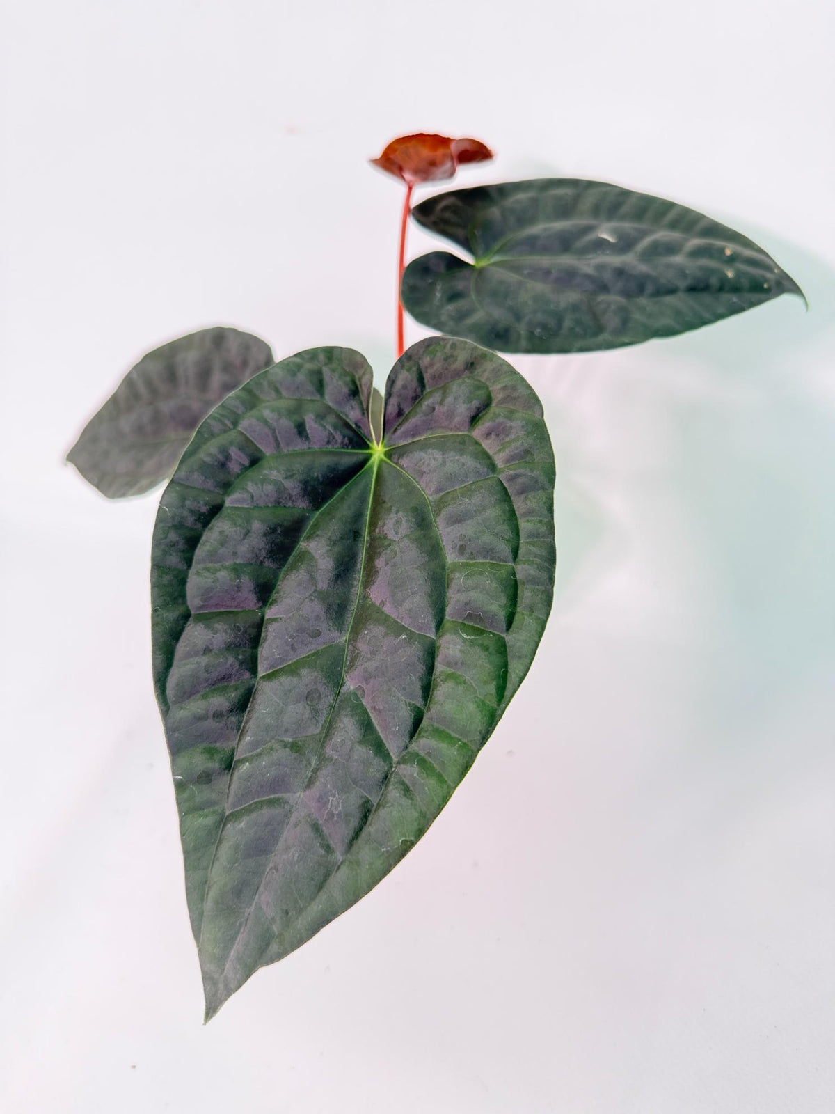 Anthurium Forgetii x Luxurians 01