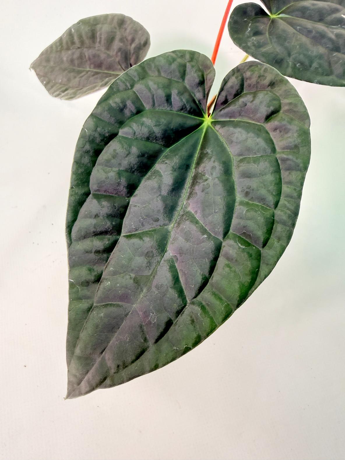 Anthurium Forgetii x Luxurians 02