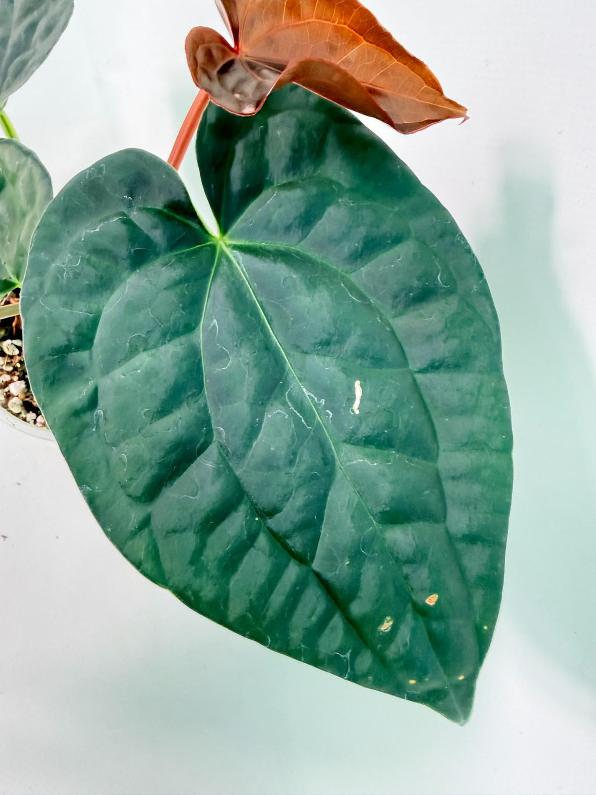 Anthurium Forgetii x Luxurians 03