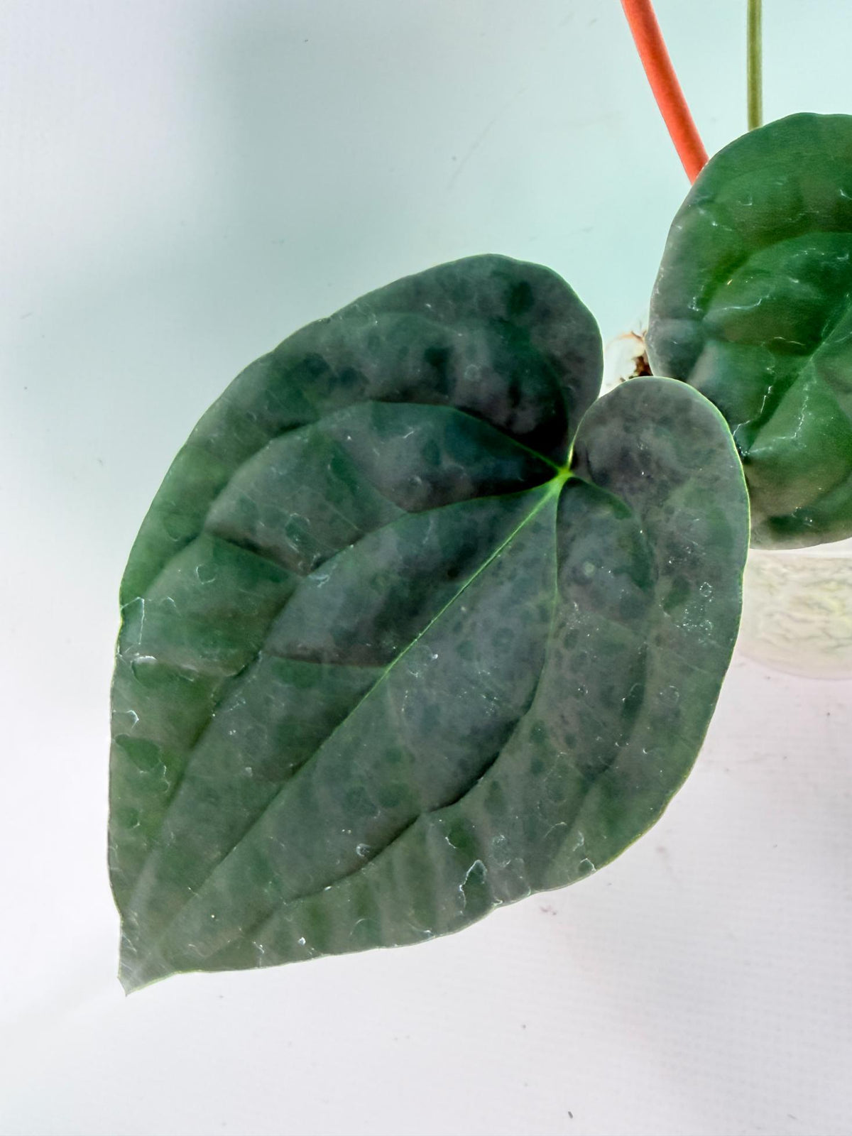 Anthurium Forgetii x Luxurians 04