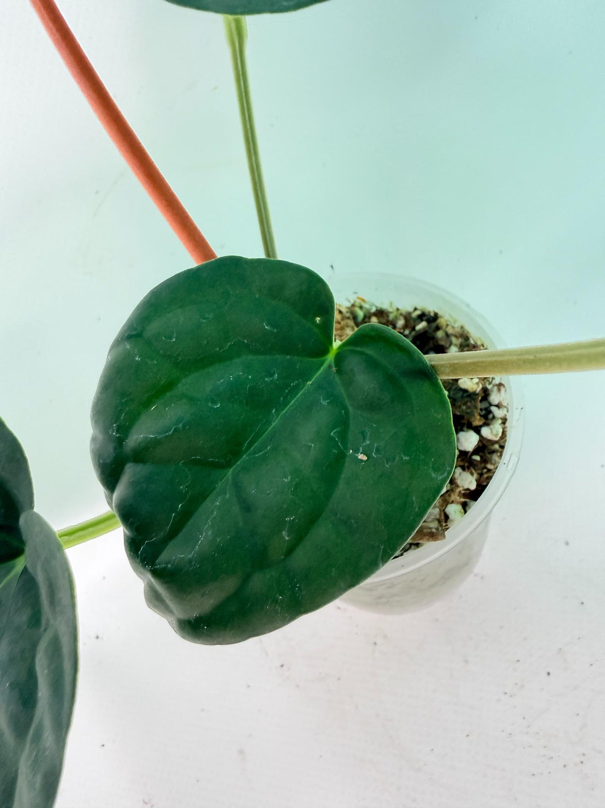 Anthurium Forgetii x Luxurians 05