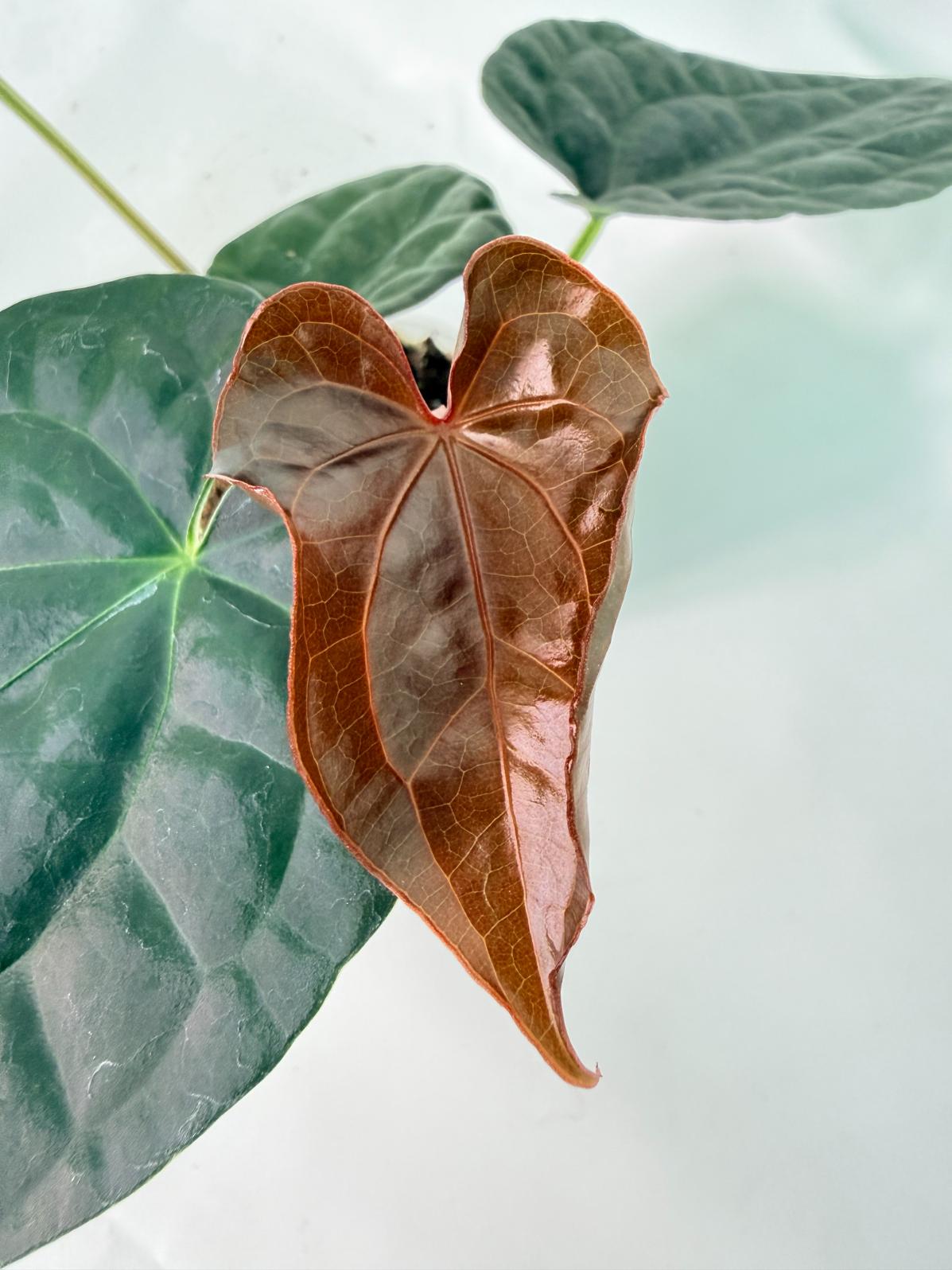 Anthurium Forgetii x Luxurians 06
