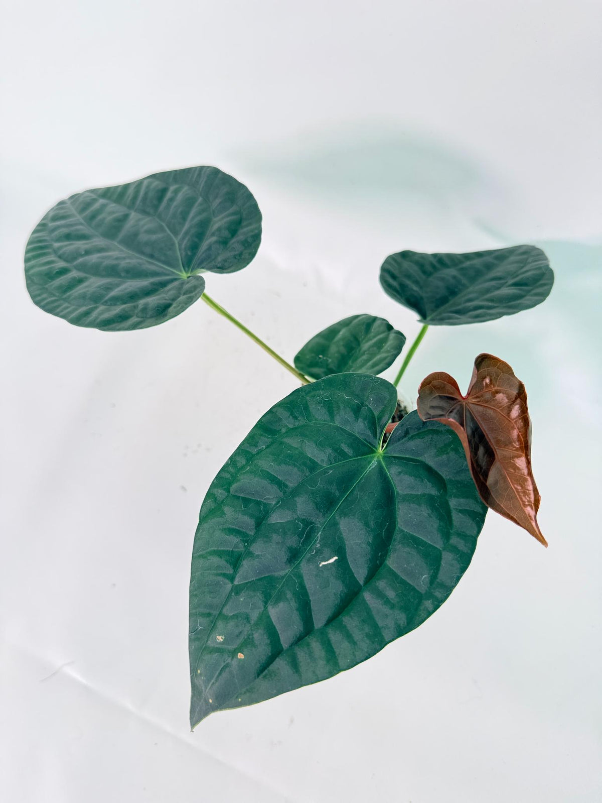 Anthurium Forgetii x Luxurians 7