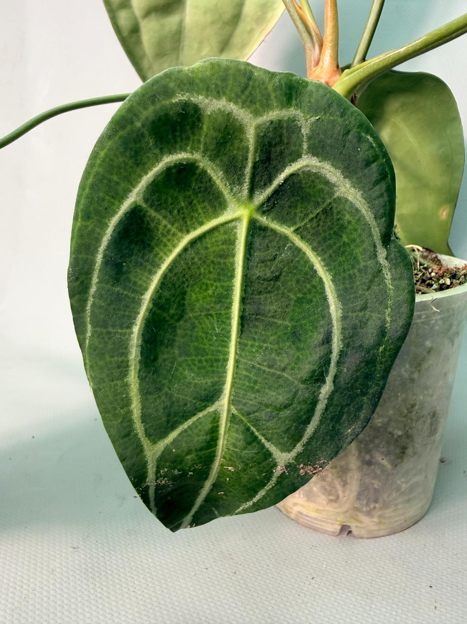 Anthurium Forgetii x Regale 08