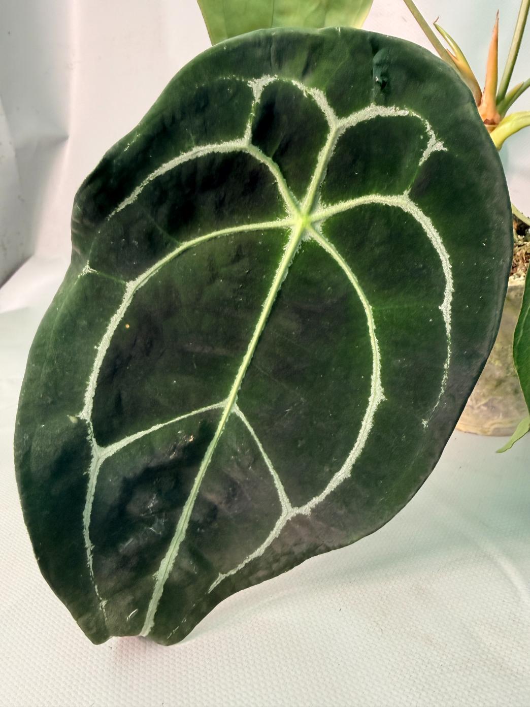 Anthurium Forgetii x Regale 09