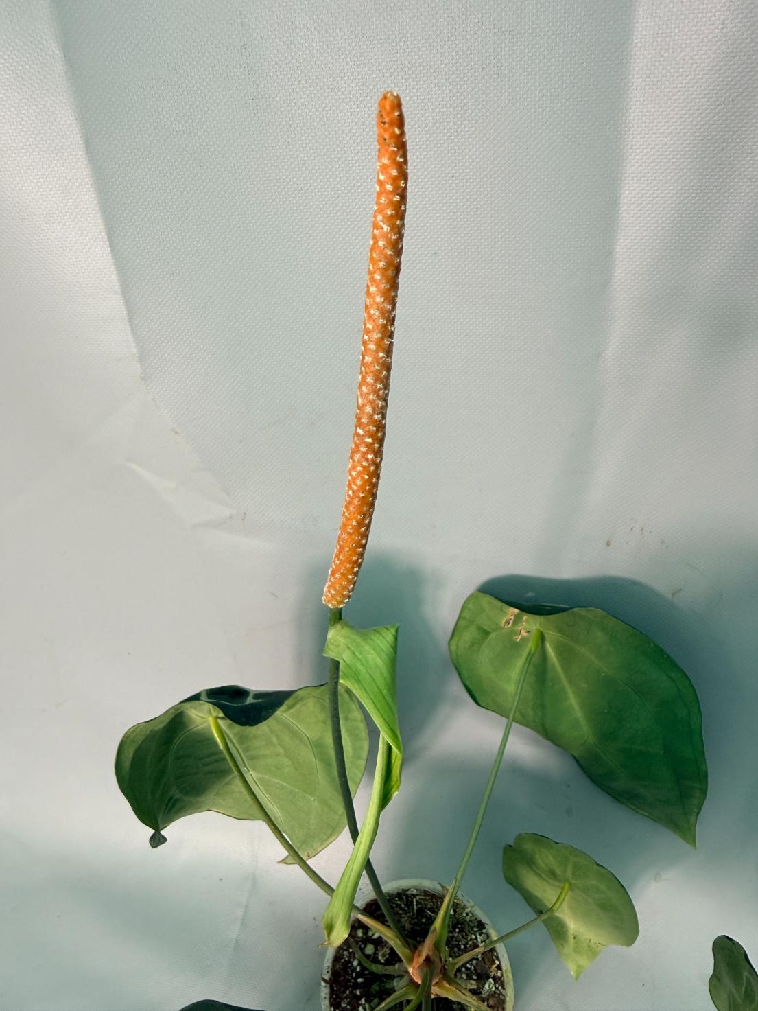 Anthurium Forgetii x Regale 10