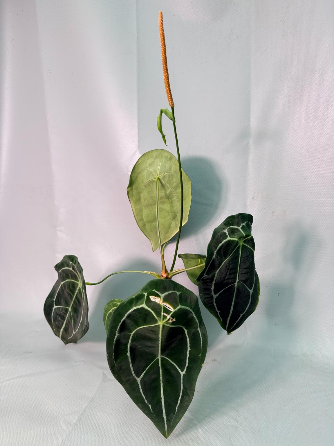 Anthurium Forgetii x Regale 01