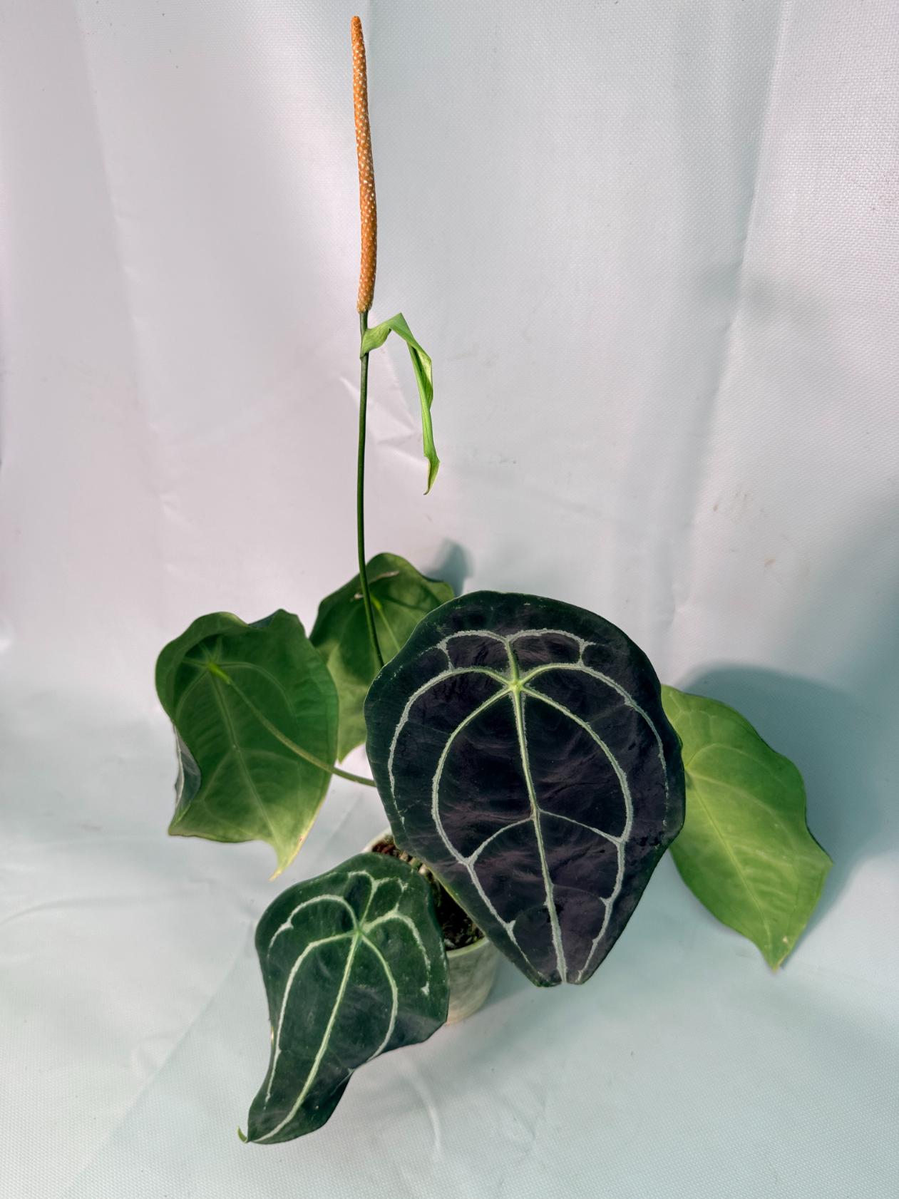Anthurium Forgetii x Regale 02