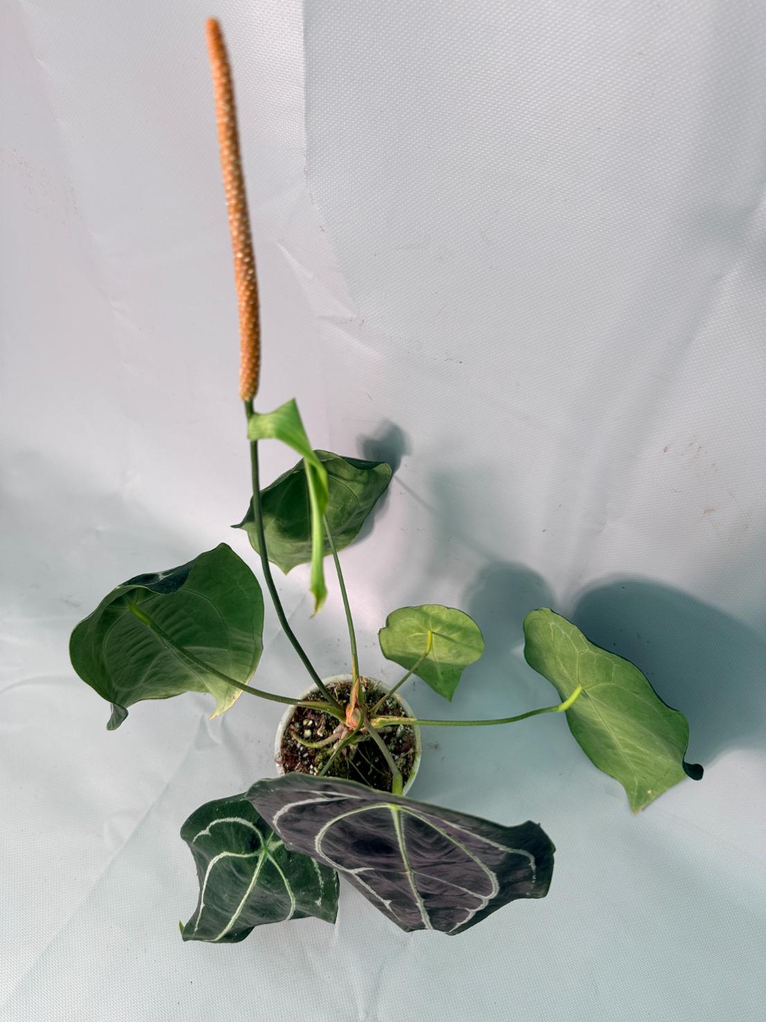 Anthurium Forgetii x Regale 03