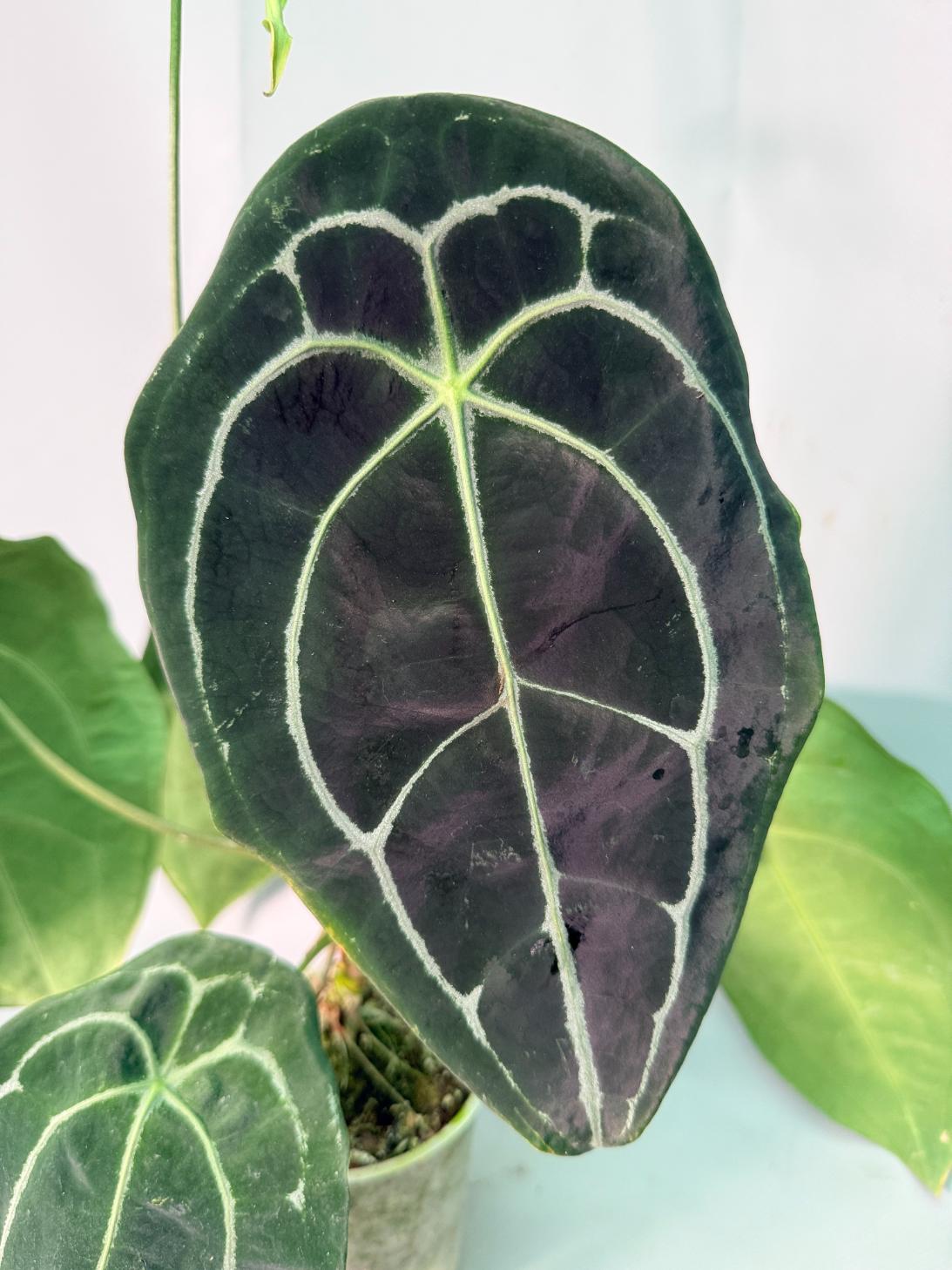 Anthurium Forgetii x Regale 04