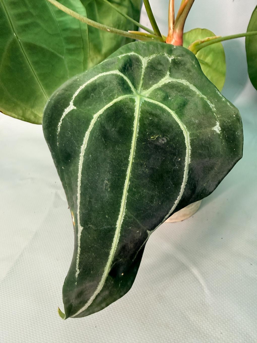 Anthurium Forgetii x Regale 05