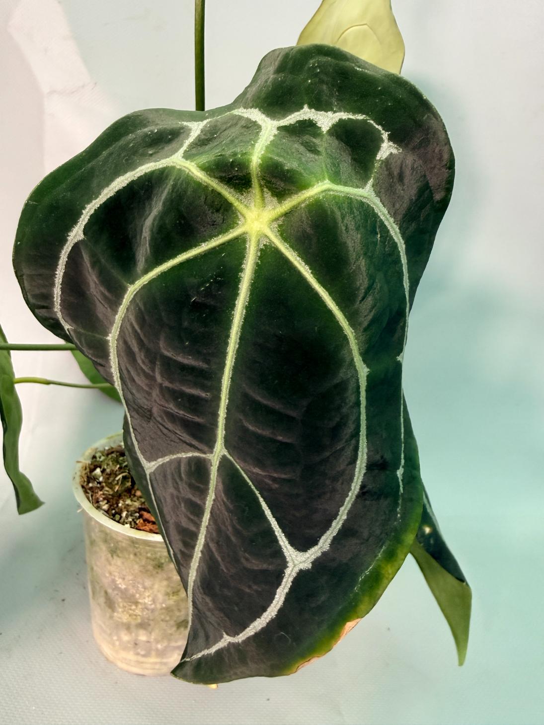 Anthurium Forgetii x Regale 06
