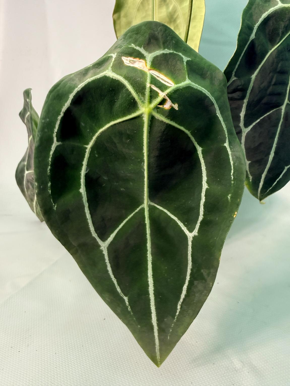 Anthurium Forgetii x Regale 07