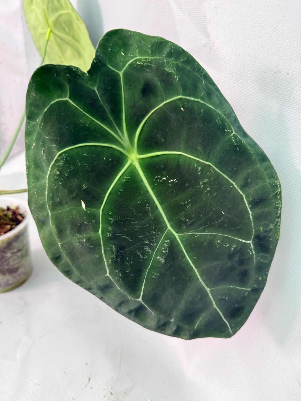 Anthurium Forgetii x Regale XL 07