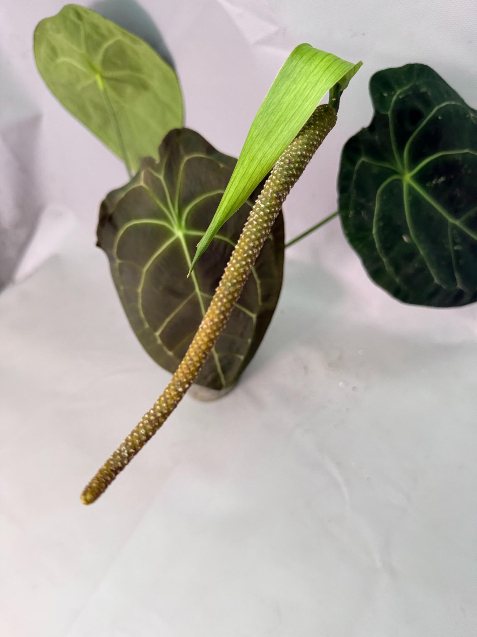 Anthurium Forgetii x Regale XL 08