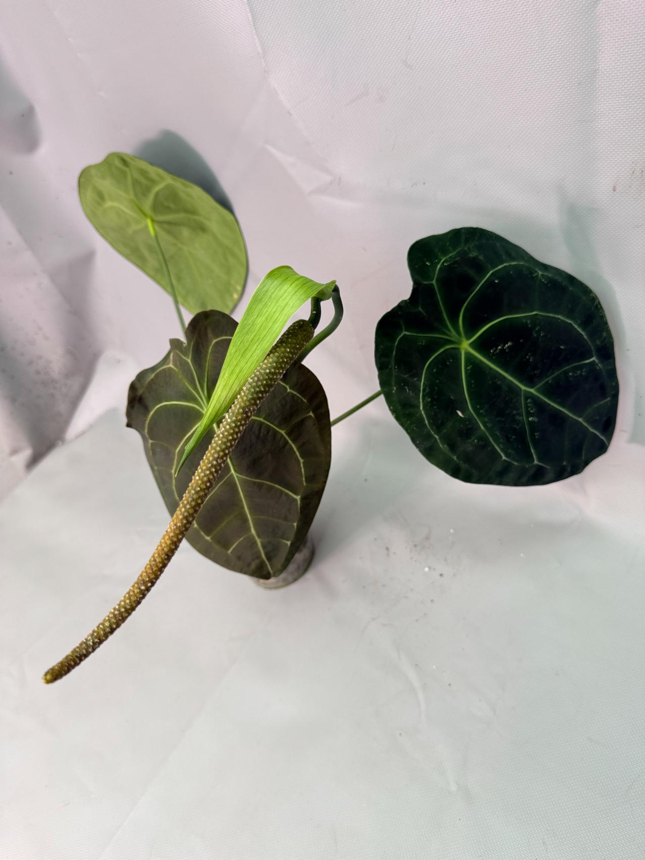 Anthurium Forgetii x Regale XL 09