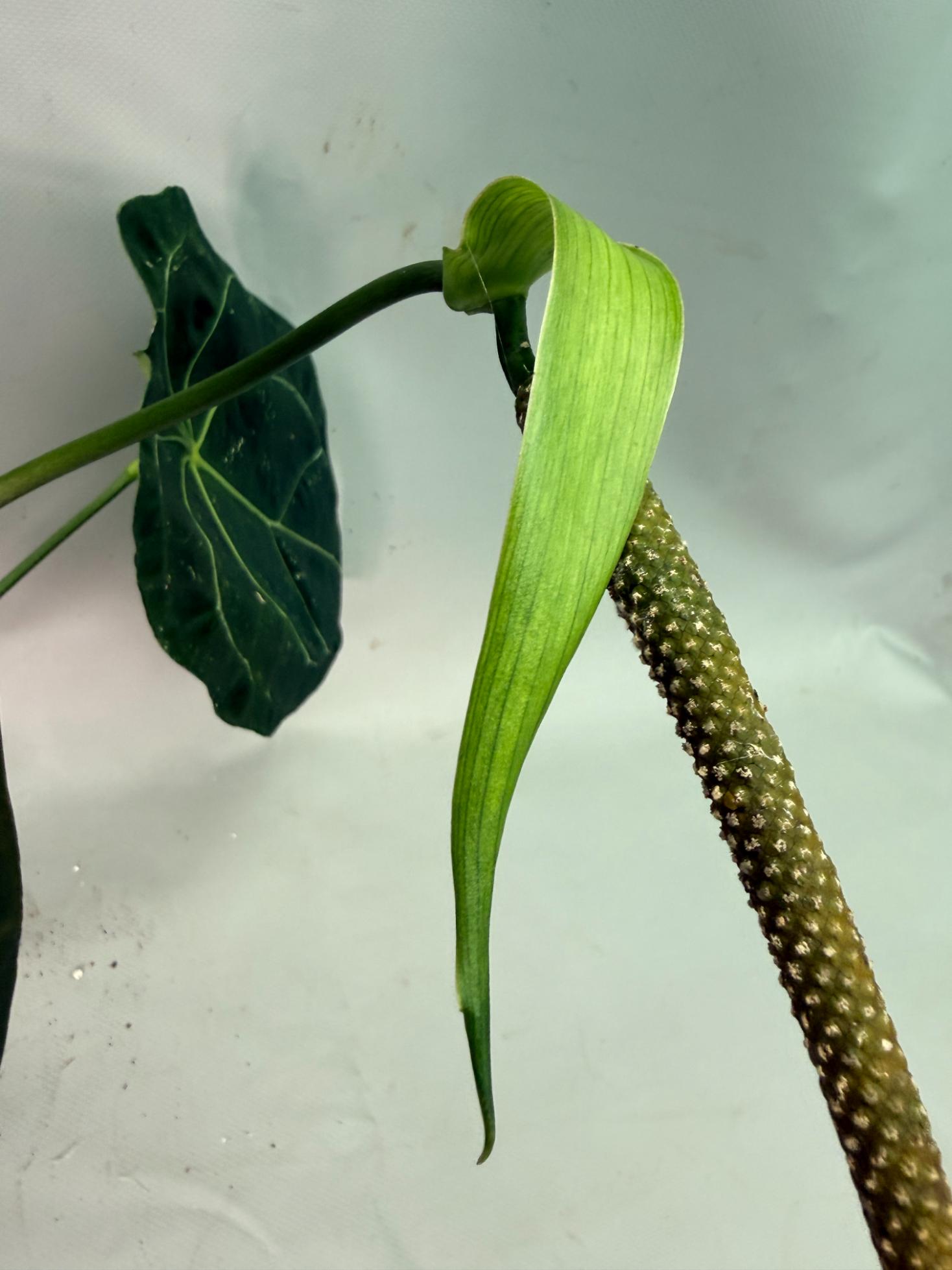 Anthurium Forgetii x Regale XL | Welovetropicalplants