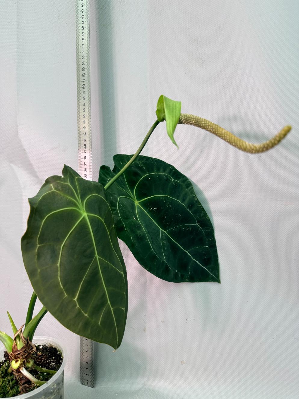 Anthurium Forgetii x Regale XL 01