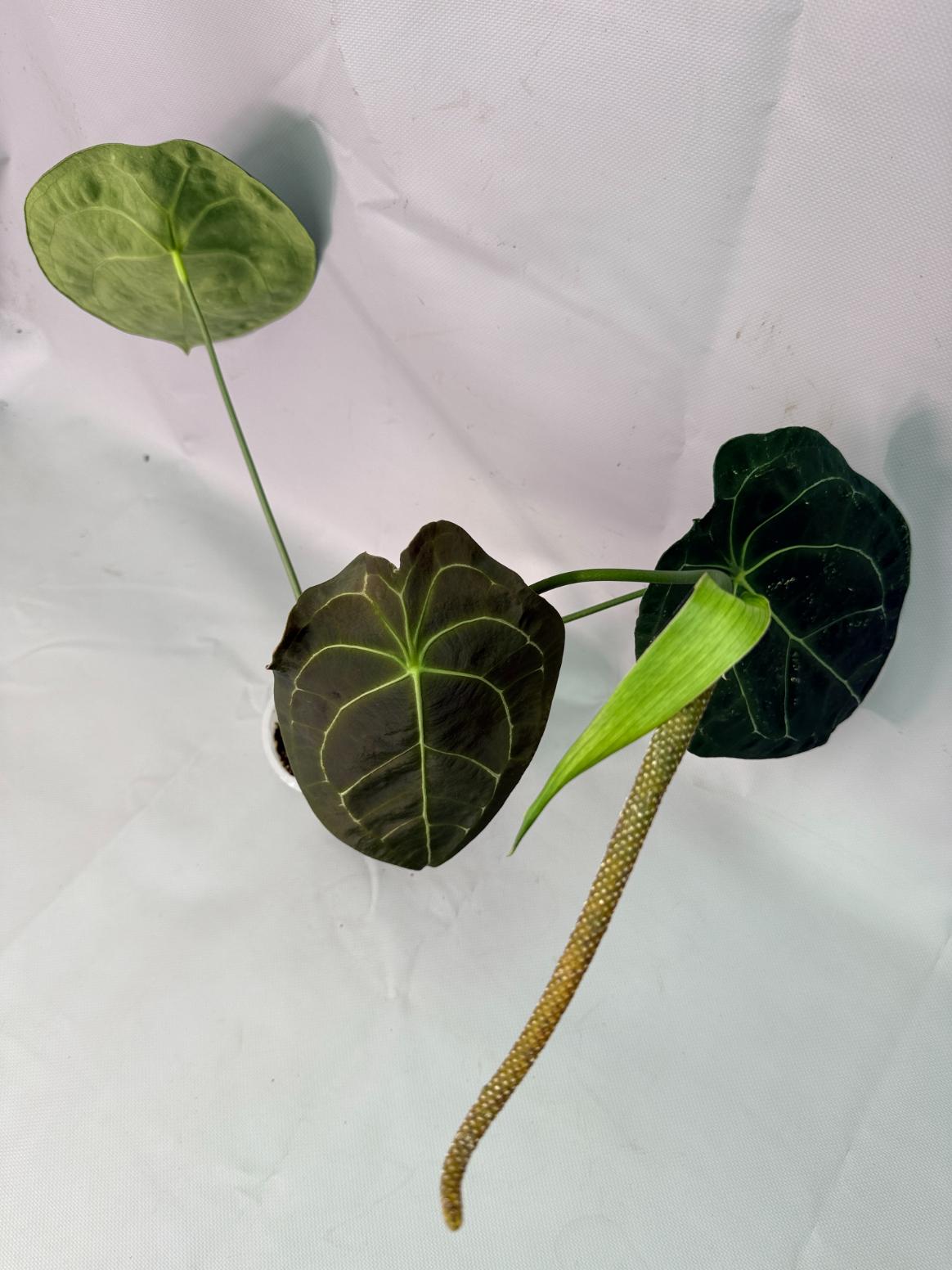 Anthurium Forgetii x Regale XL 02