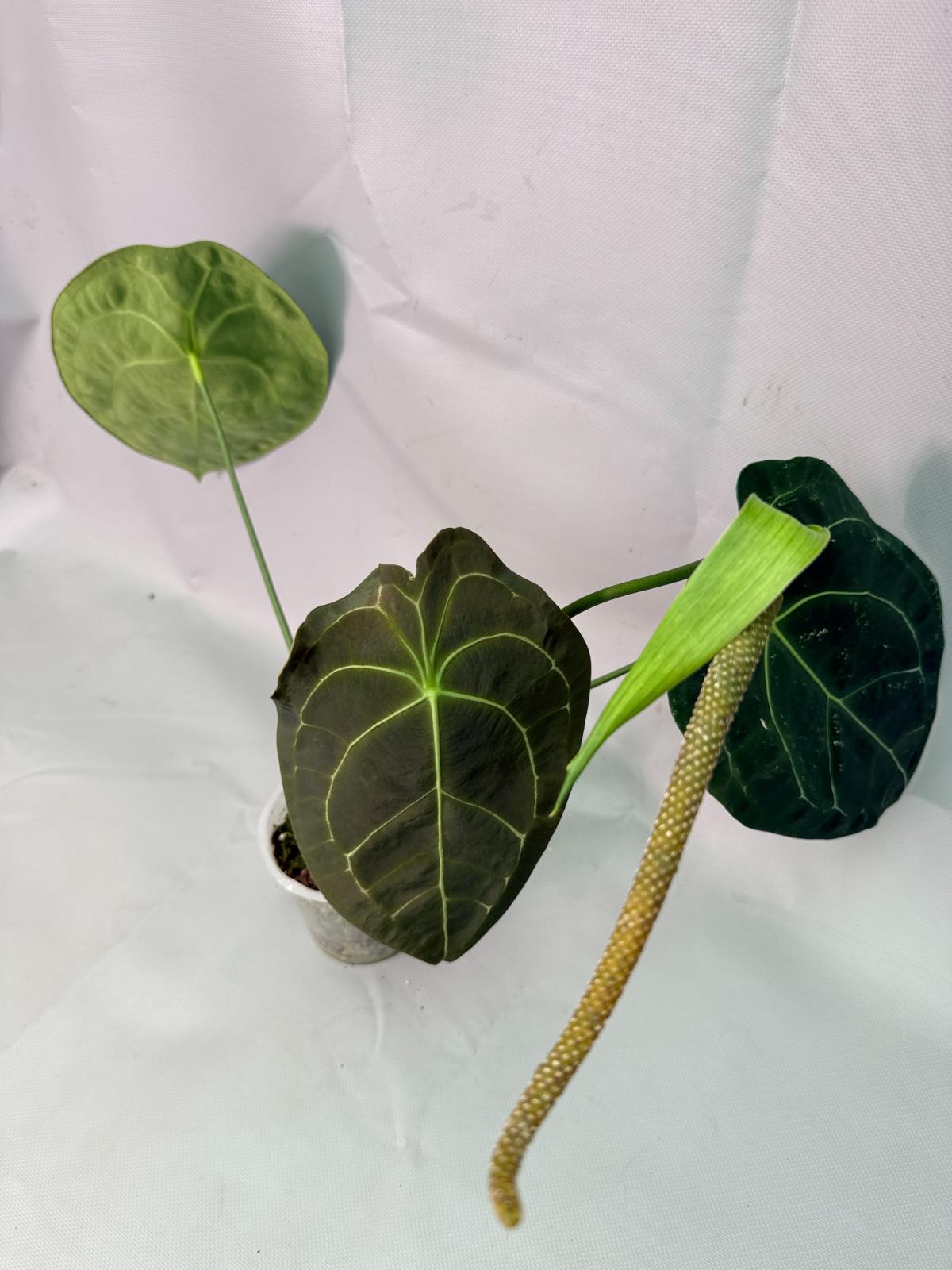Anthurium Forgetii x Regale XL 03